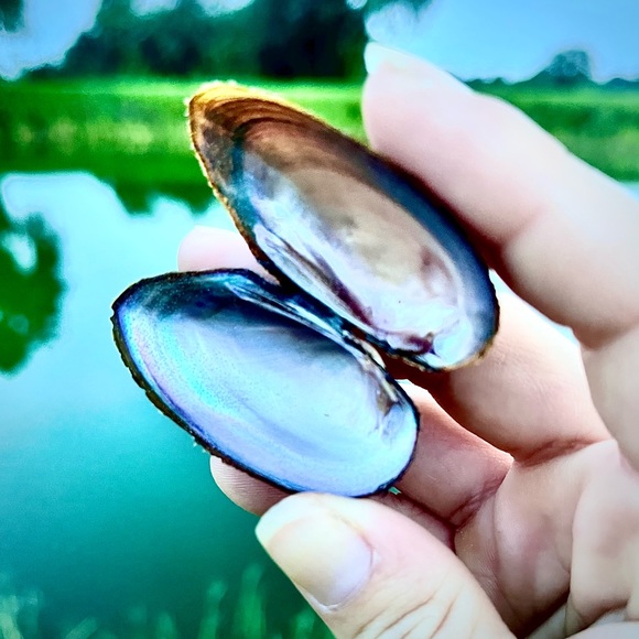 20 Iridescent Mussel Shells Coastal Nautical Decor - Picture 2 of 6